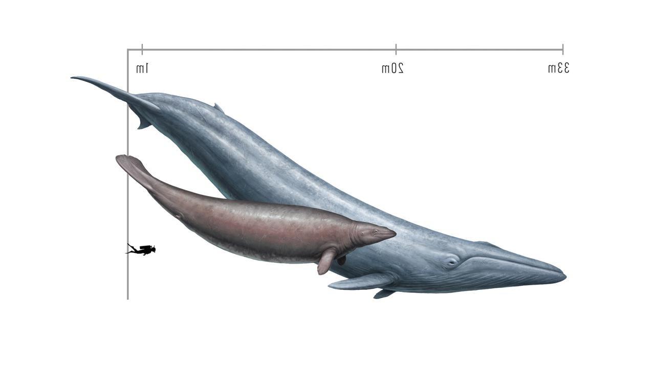Artistic rendering of two whales against a white background. The blue whale in the background is larger. At right is a silhouette of a scuba diver to scale. 