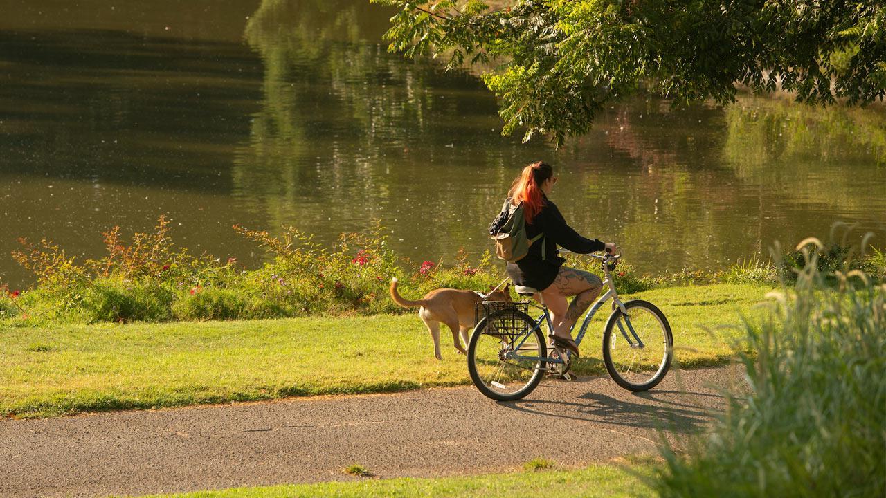 A student rides her bike through the UC Davis Arboretum while her dog jogs alongside.