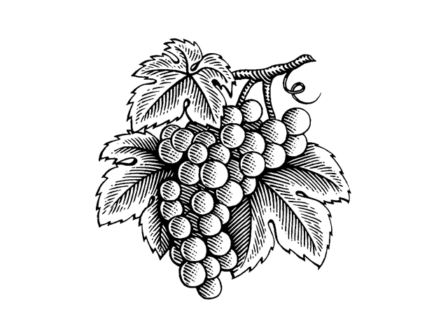 A woodcut illustration of grapes