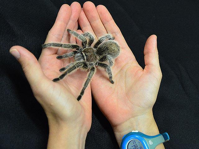 a pair of hands holding a tarantula