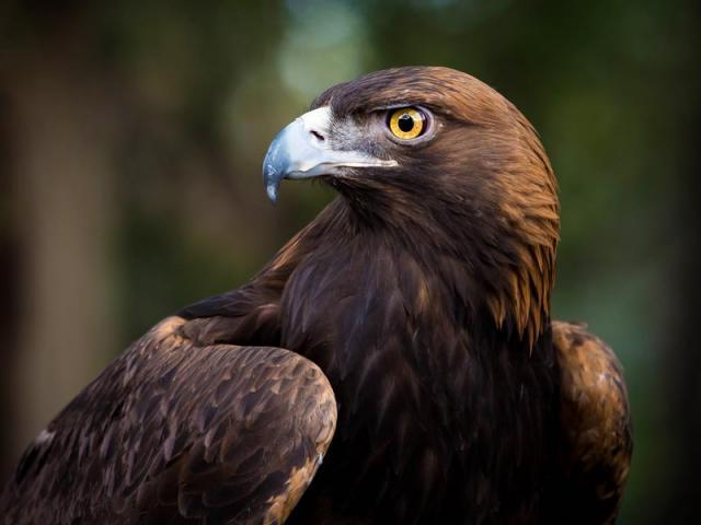 close up of a golden eagle from the California Raptor Center