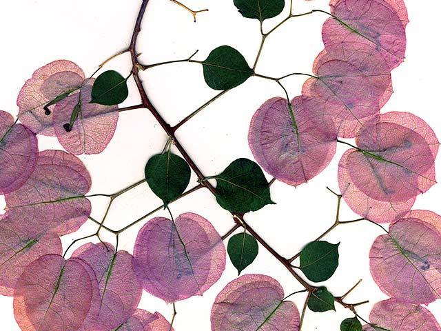 A plant with pink and green leaves