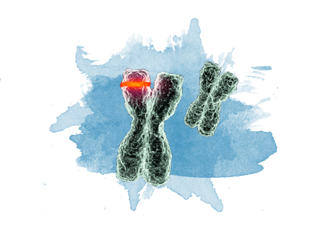 Two chomosomes, the one in the foreground has a glowing red section