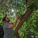 UC Davis professor Alessandro Ossola reaches into canopy of tree in urban garden