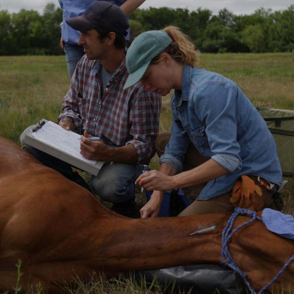 Veterinarians care for a sick horse