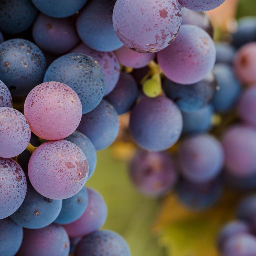 Wine grapes on a vine