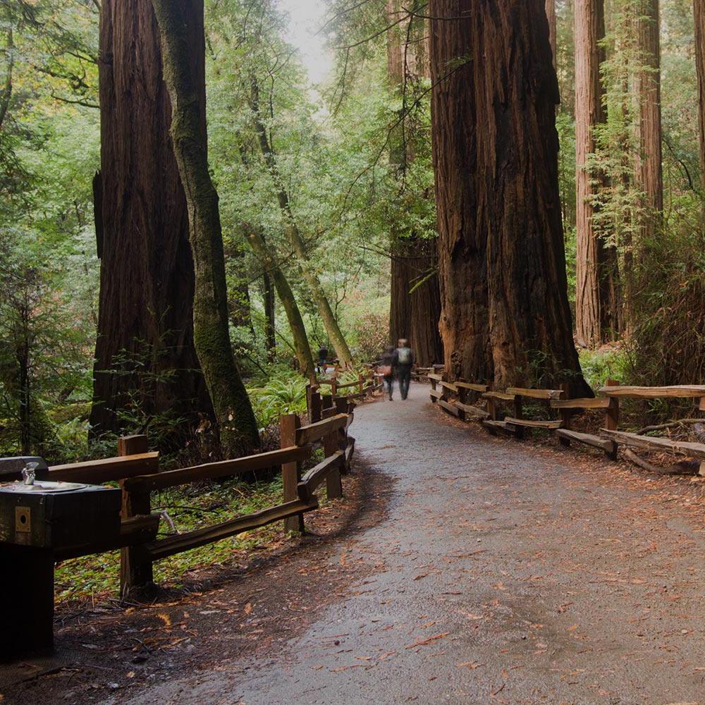 A view of the trail and redwoods in the depth of Muir Woods