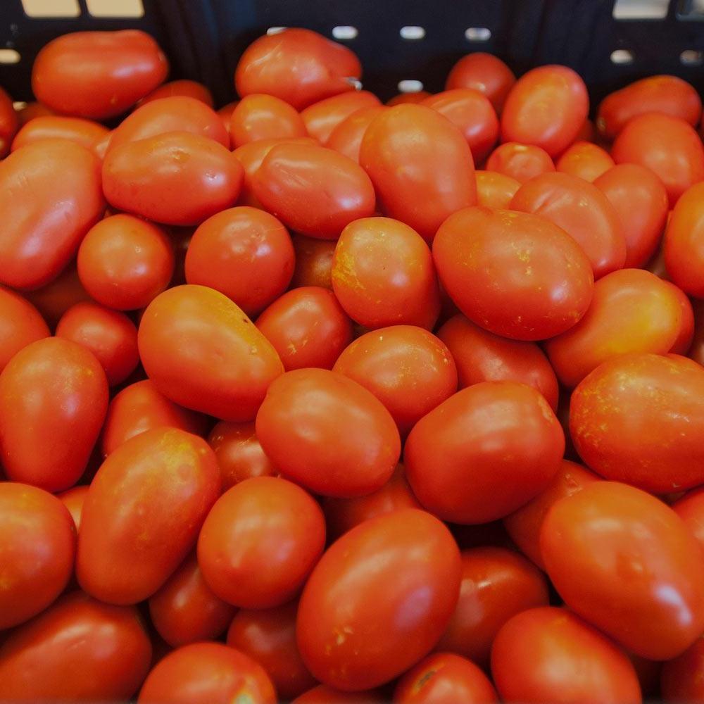 a bunch of tomatoes