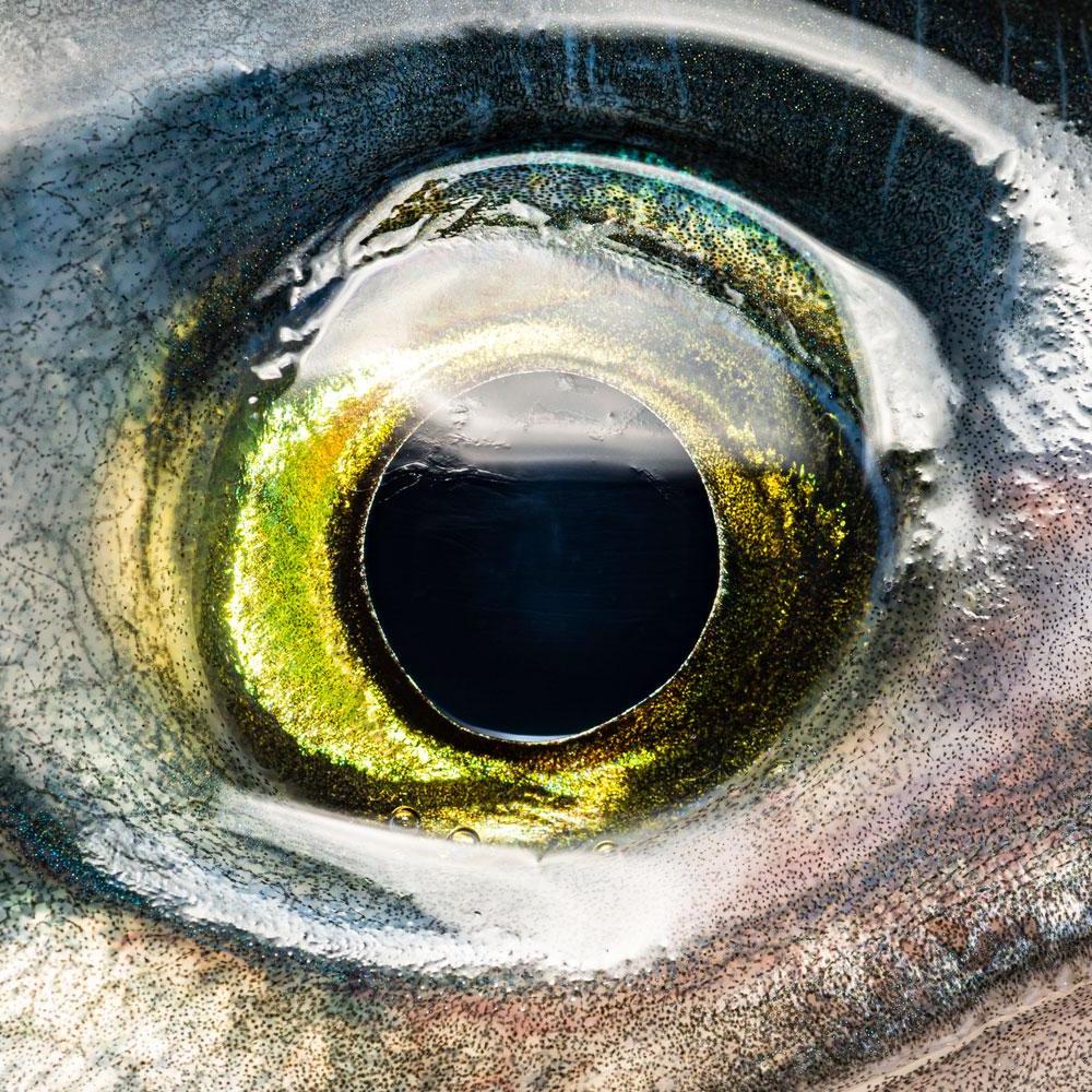Close up of a fish eye - Unfold podcast season 3